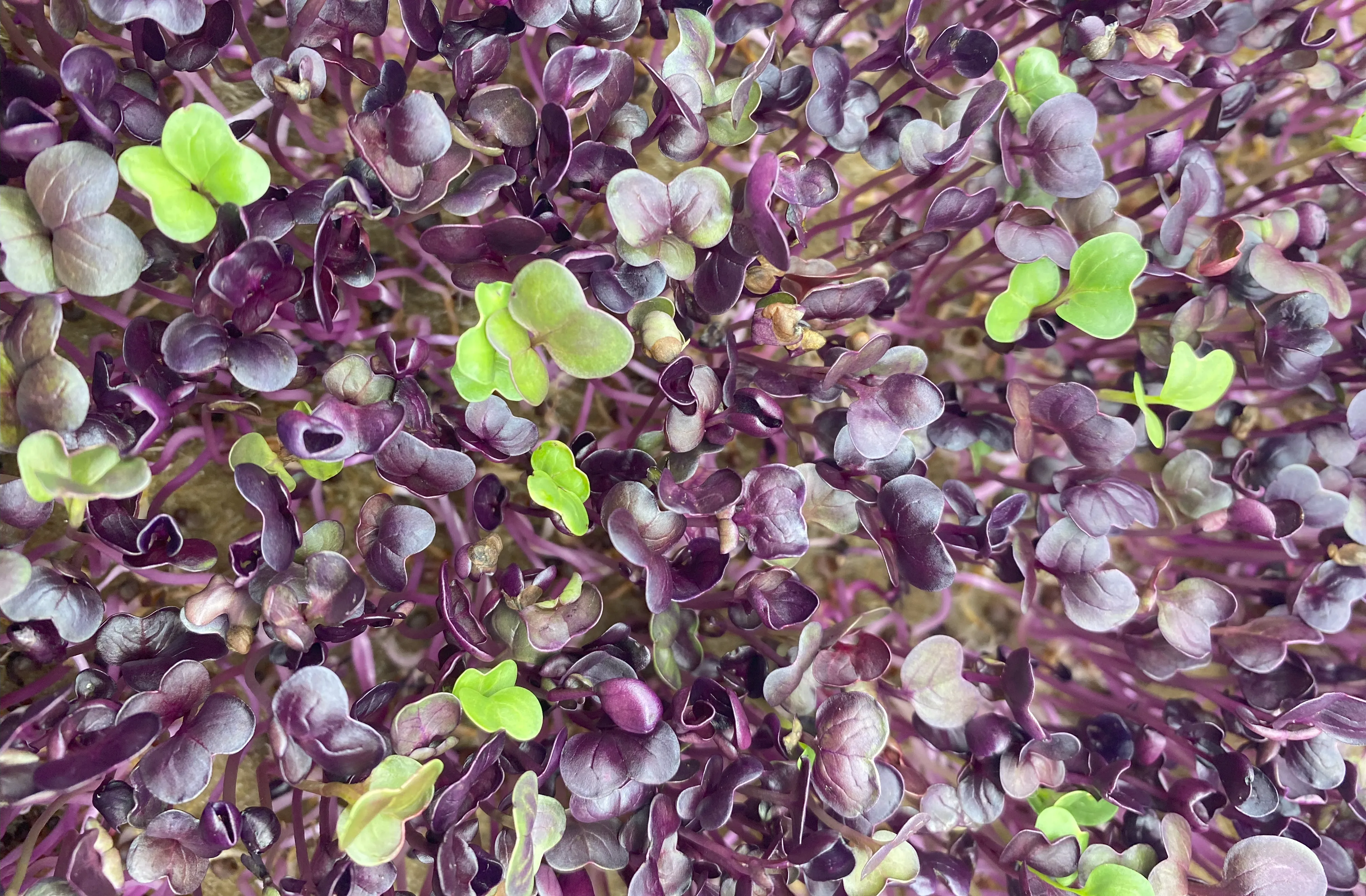 Wachsende Radieschen Microgreens im Tray von Oben - kurz nach dem Radieschensprossen Zustand