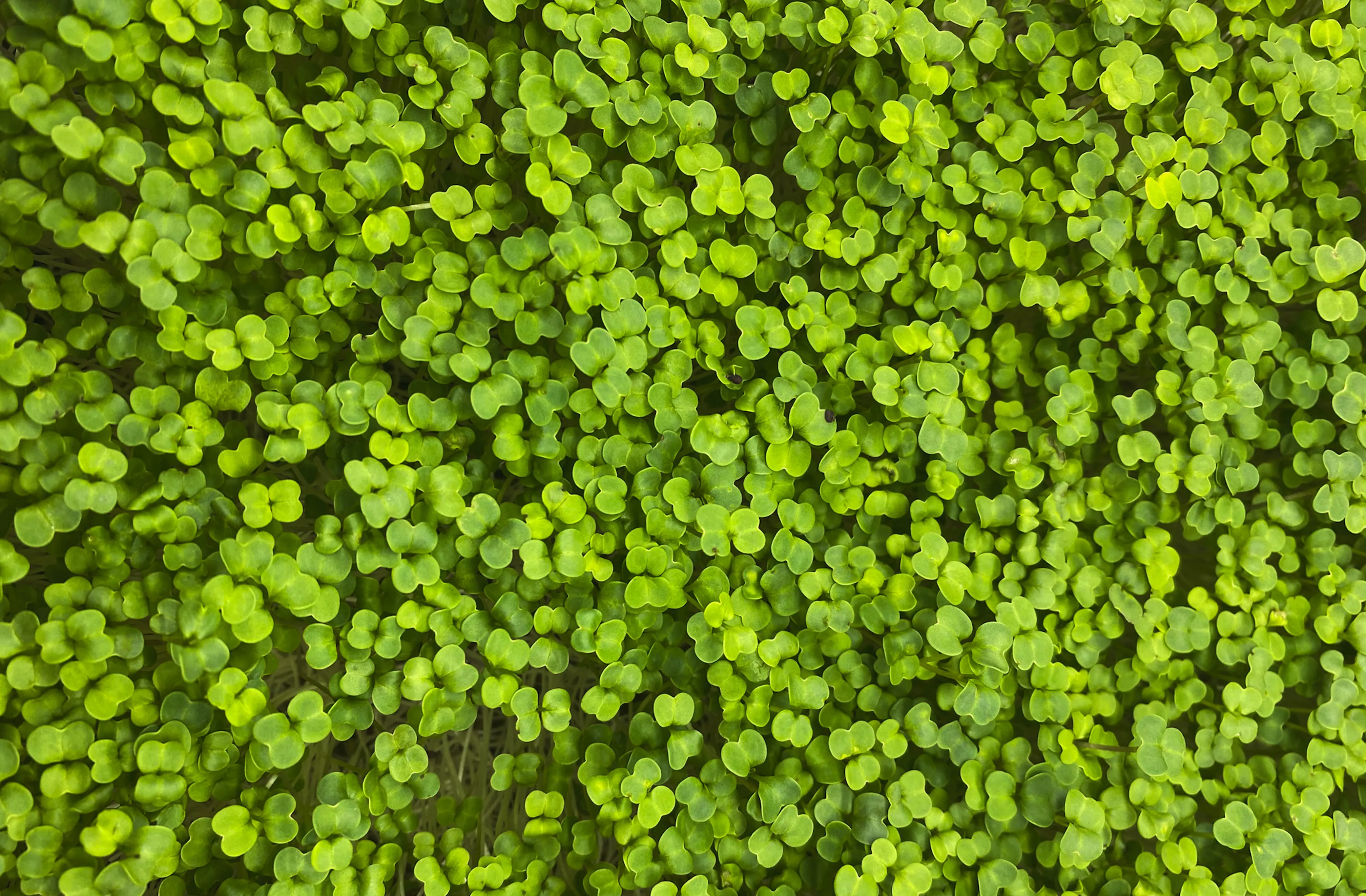 Wachsende Brokkoli Microgreens im Tray von Oben