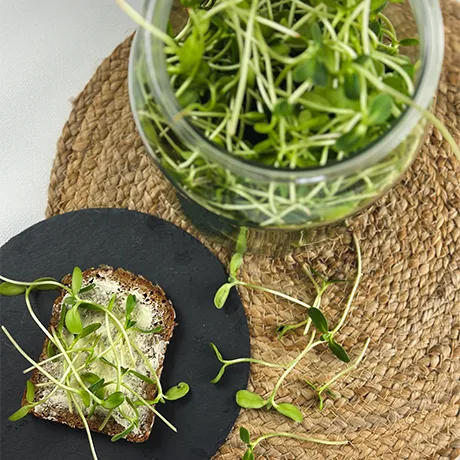Mit Sonnenblumen belegtes Butterbrot mit einem Glas voller Microgreens