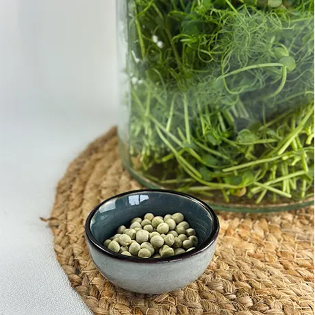 Ein Glas voller Erbsen-Microgreens mit einer Schale voller Erbsen-Samen in der Sonne