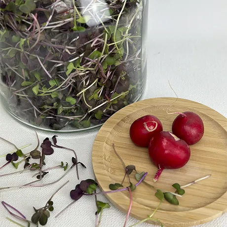 Ein Glas voller Radieschen-Microgreens mit davor liegenden Radieschen-Knollen
