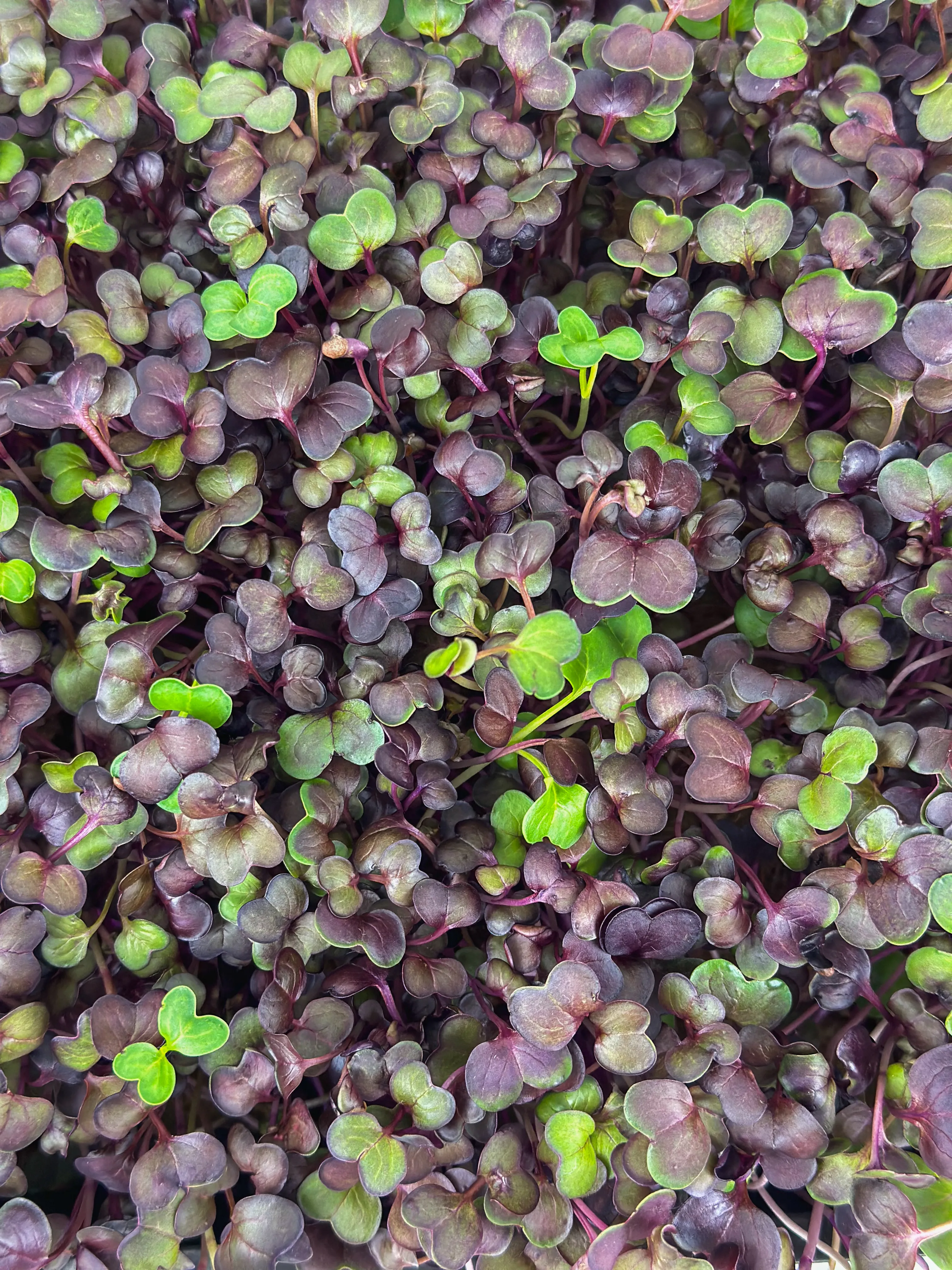 Wachsene lila Radieschen Microgreens von Oben