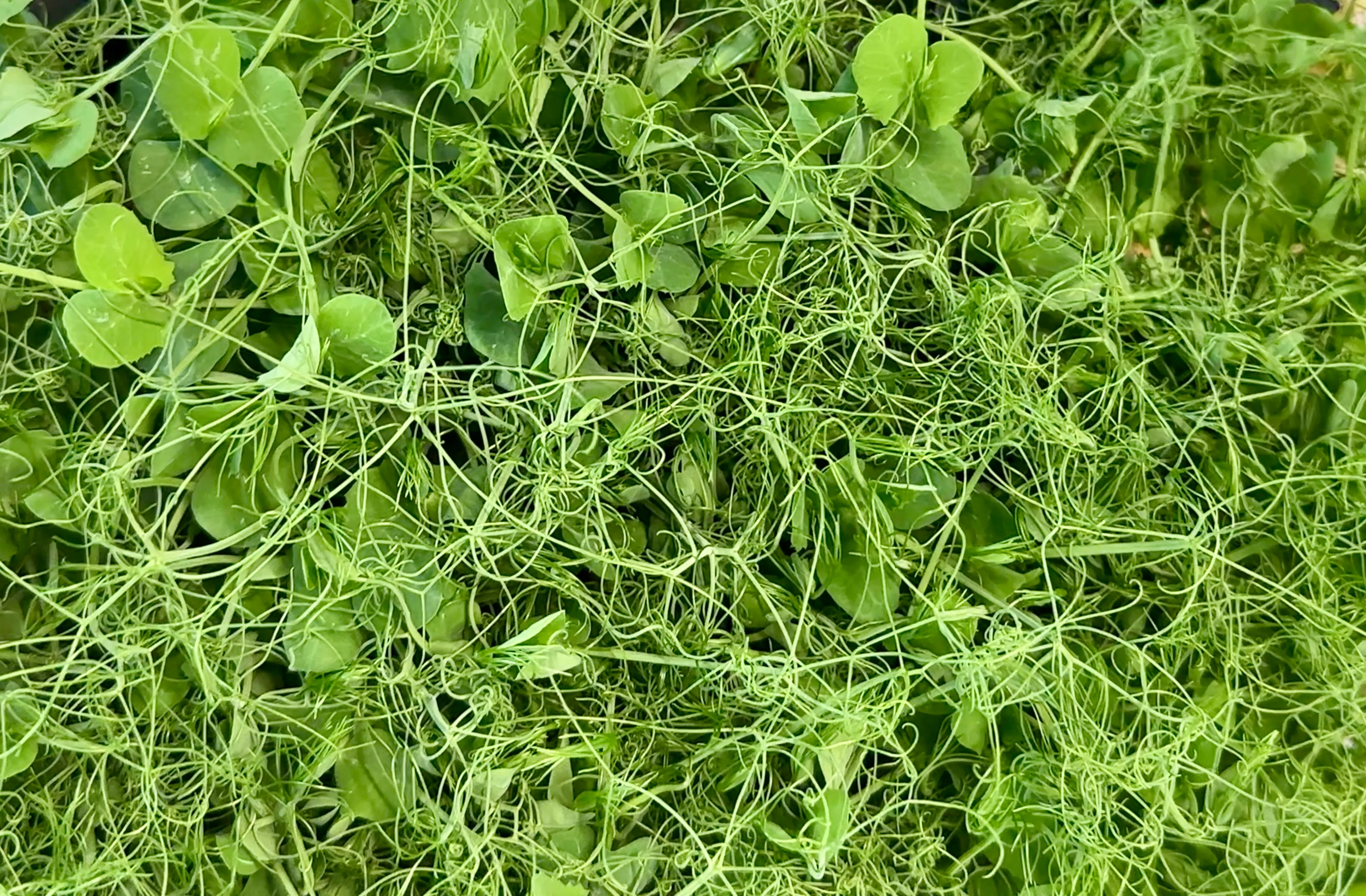 Wachsende Erbsen Microgreens im Tray von Oben