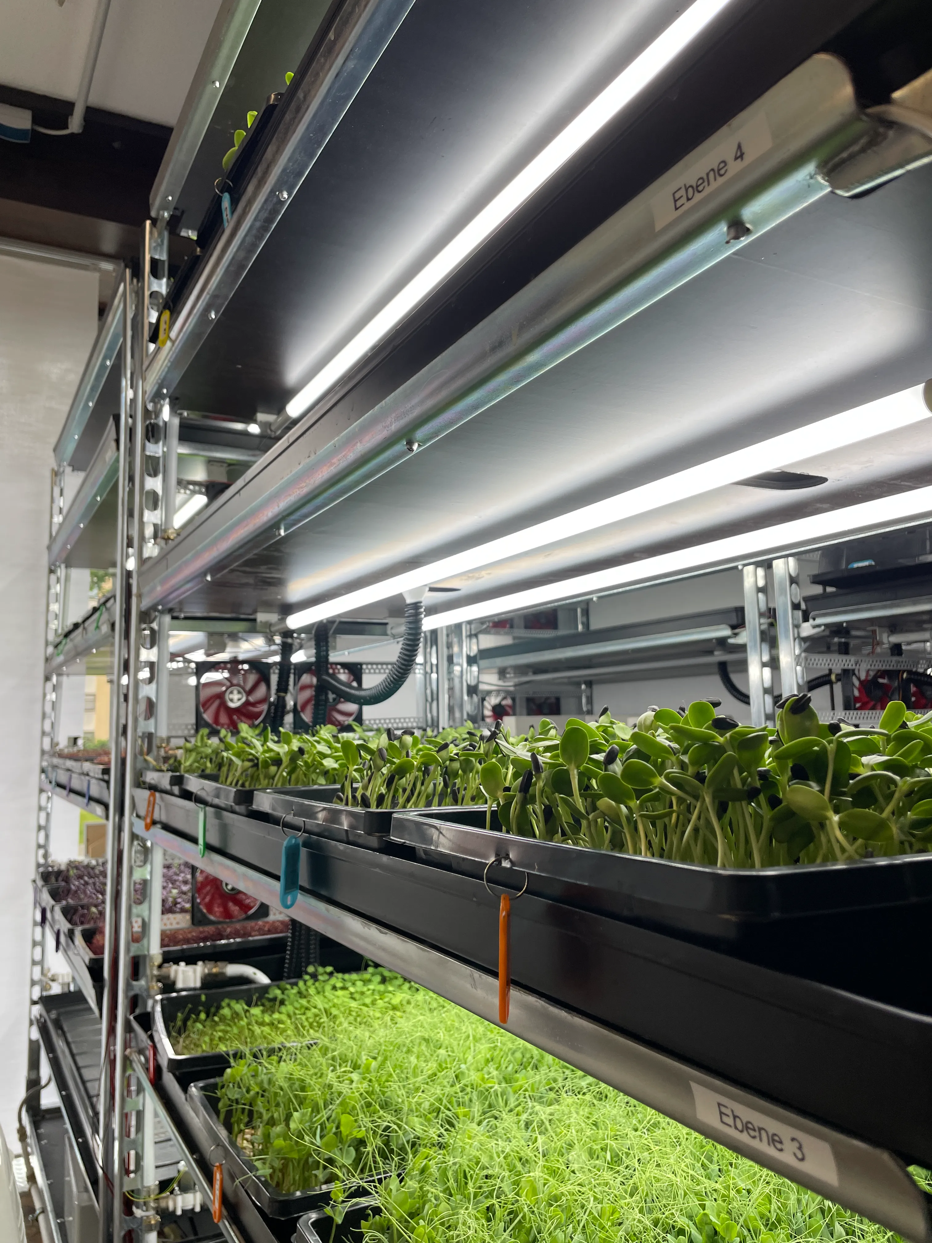 Ein automatisiertes Vertical-Farming Regal mit Lampen und wachsenden Microgreens