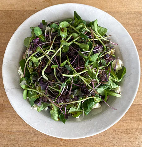 Salat auf Sonennblumen und Radieschen Microgreens in weißen Teller auf Holztisch