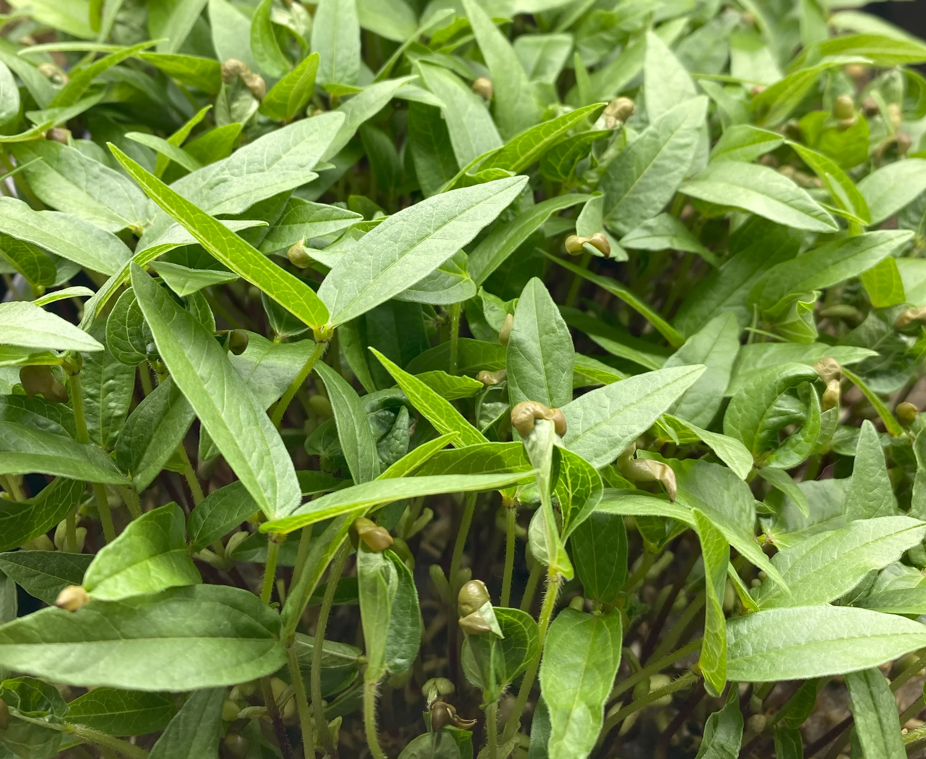 Wachsende Mungobohnen Microgreens im Tray von Oben