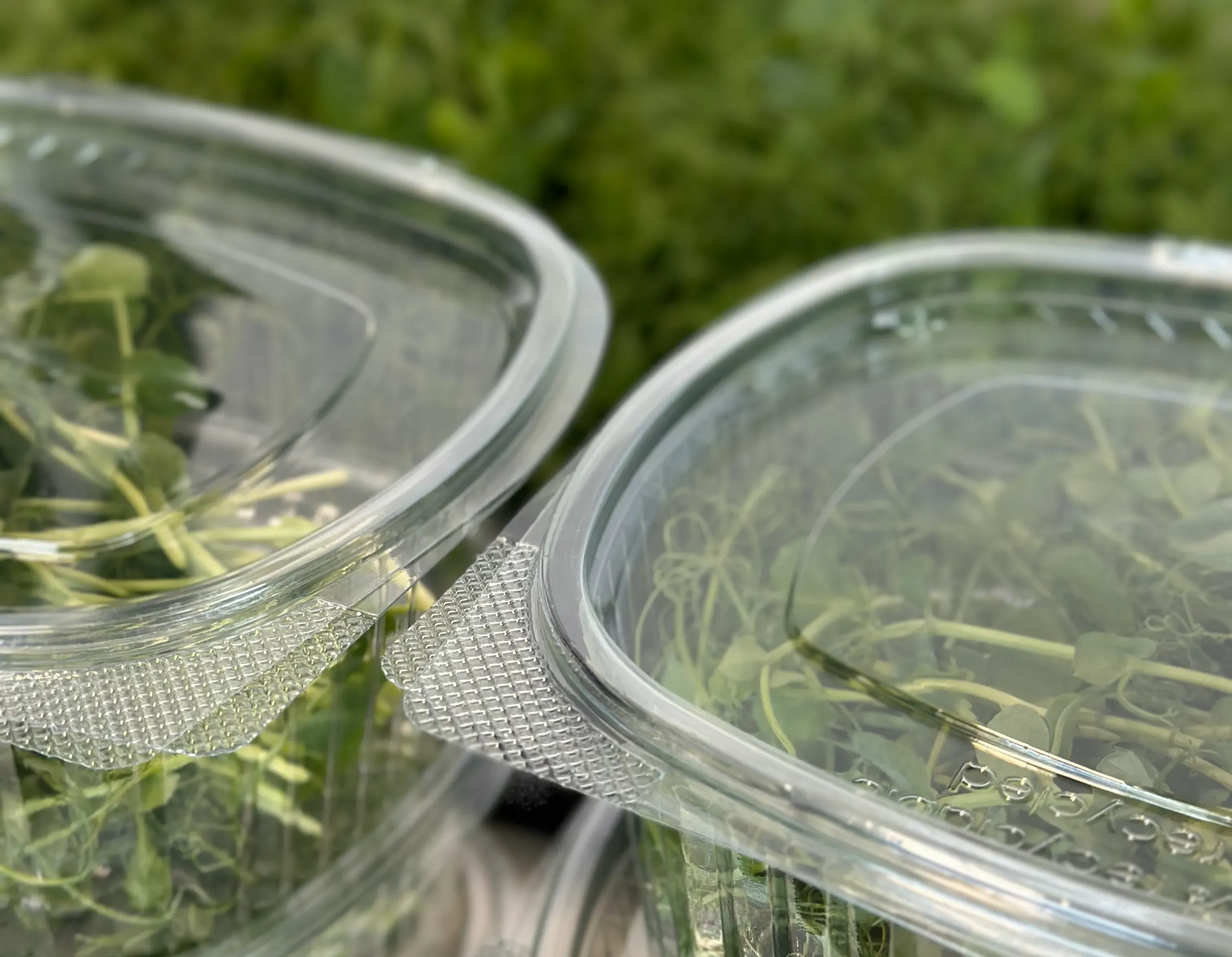 Kunststoff-Verpackungen gefüllt mit Microgreens