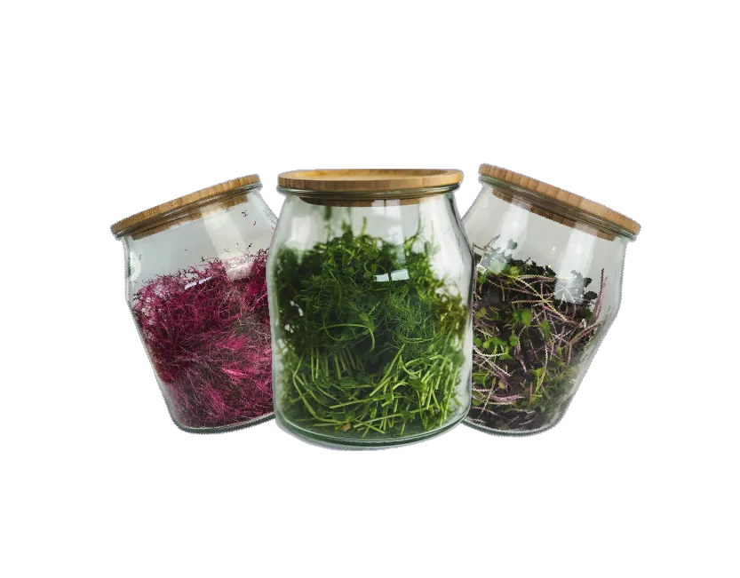 3 Gläser die mit verschiedenen Microgreens gefüllt sind