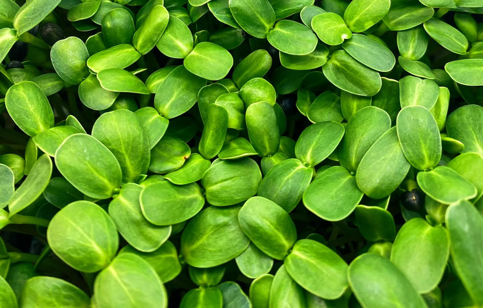 Wachsende Sonnenblumen Microgreens im Tray von Oben