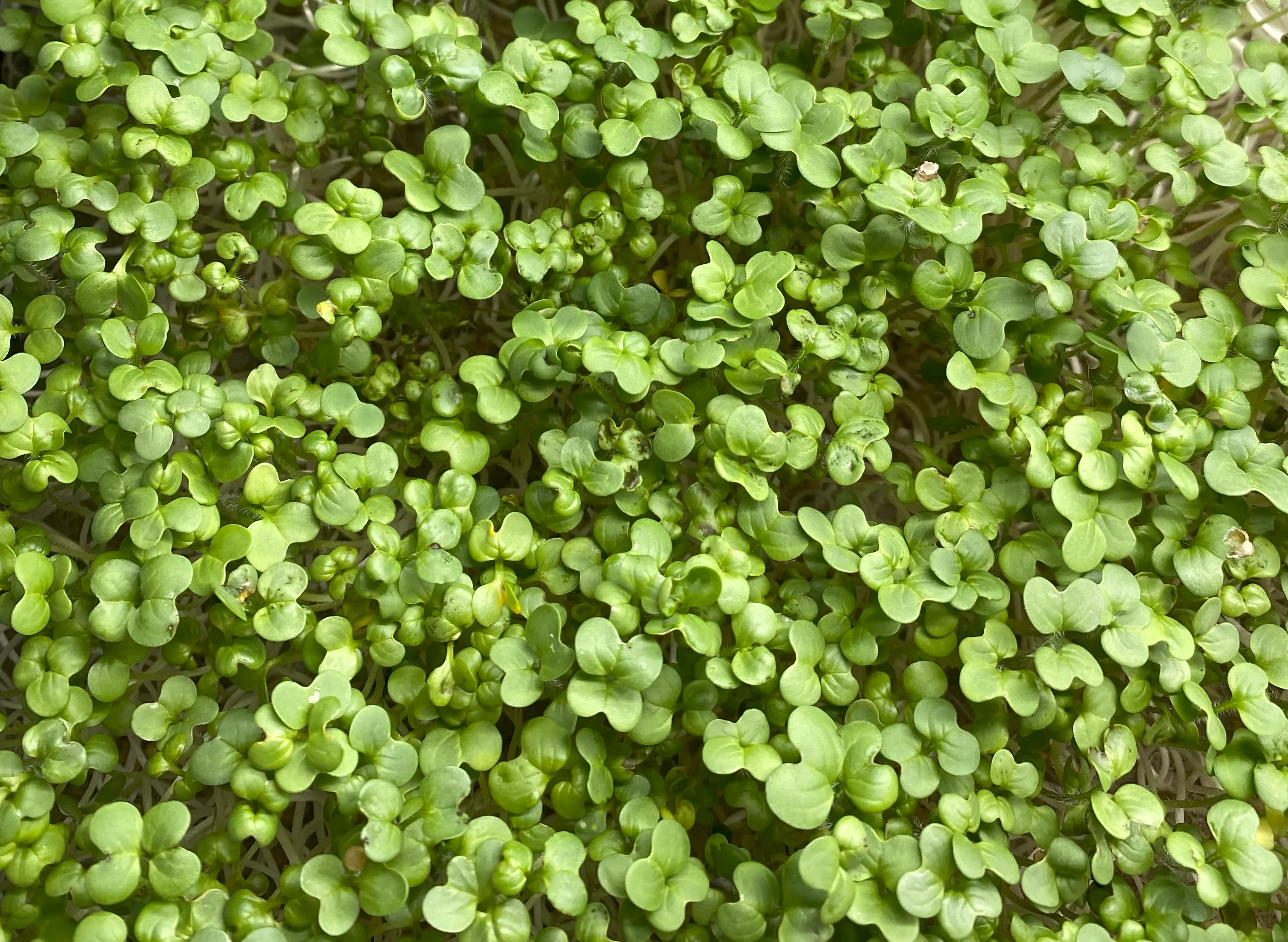 Wachsende Senf Microgreens im Tray von Oben